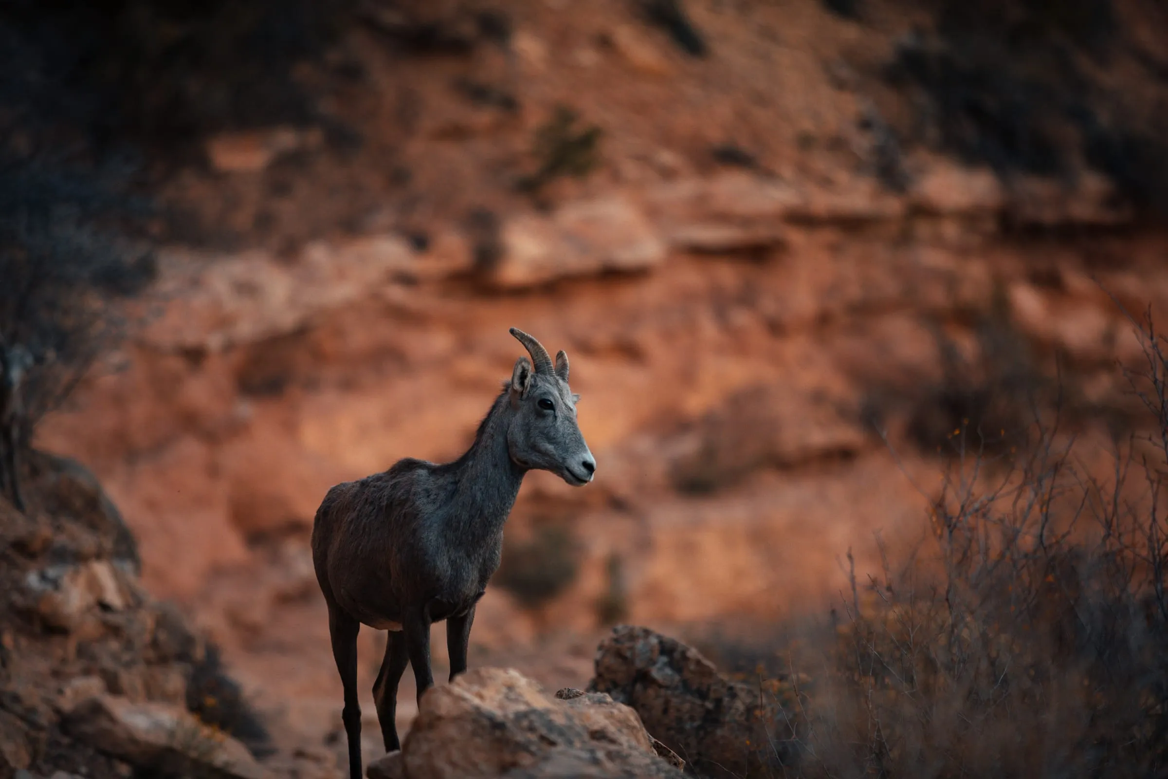 Bighorn on the ledge