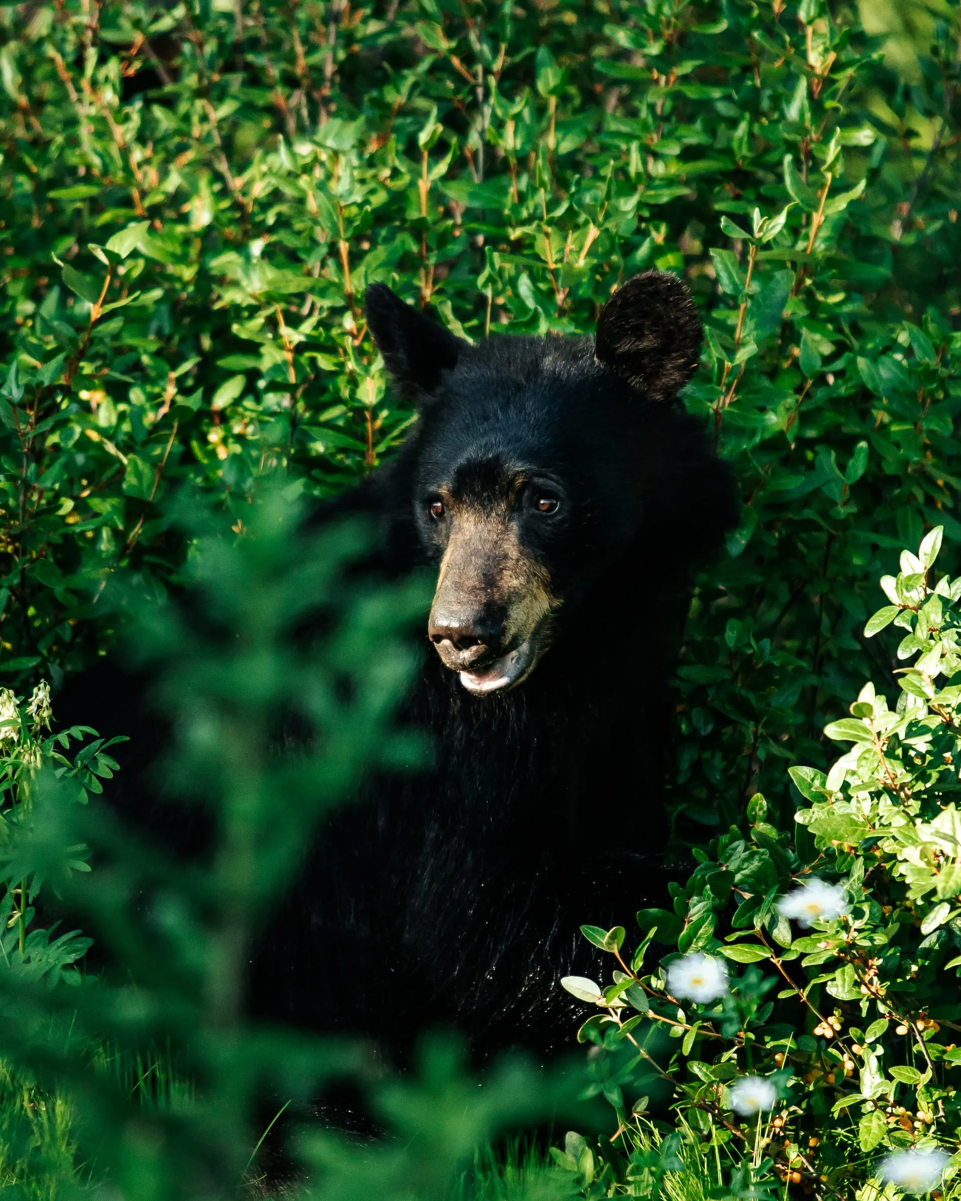 Black bear, close enough