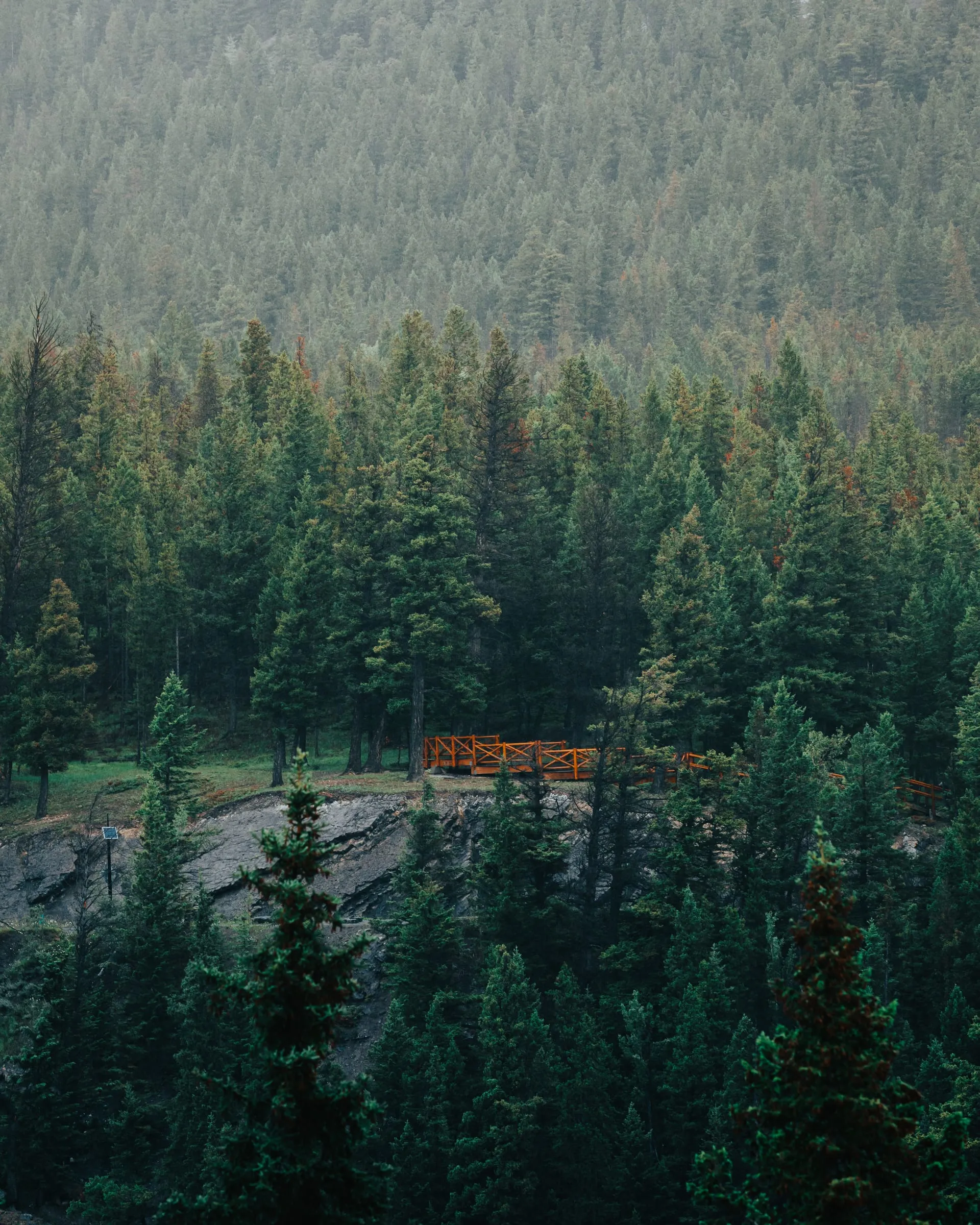 Timber below the treeline